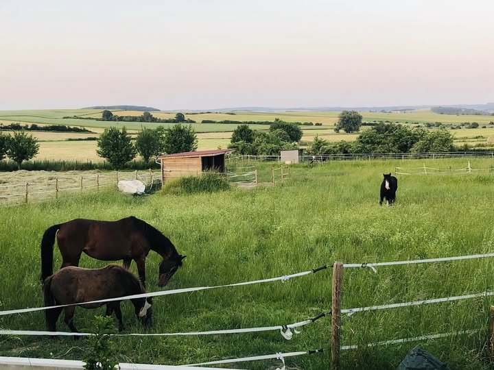 Delphine en randonnée équestre dans les paysages de Moselle